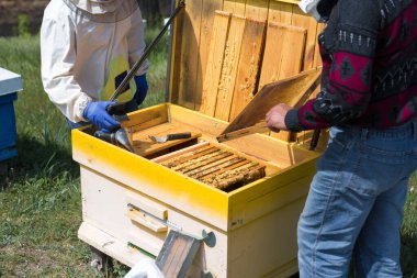 Arı kovanındaki bir çiftçi balmumu petekleriyle çerçeveleri tutar. Bal koleksiyonu için planlanmış hazırlık.