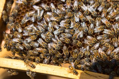 Balmumu bal peteği ve üzerinde arılar olan bir çerçeve. Apiary iş akışı.