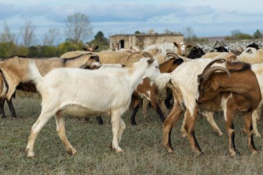 Koyunlar ve keçiler baharda yeşil çimlerde otlar.