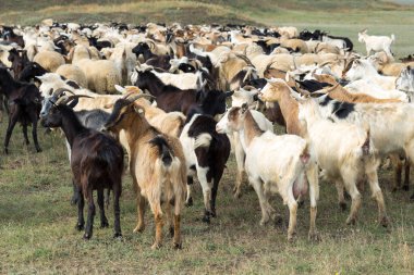 Koyunlar ve keçiler baharda yeşil çimlerde otlar.
