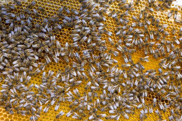 Nahaufnahme Eines Rahmens Mit Einer Wachswabe Aus Honig Mit Bienen — Stockfoto