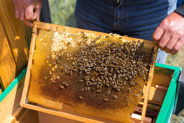 A farmer on a bee apiary holds frames with wax honeycombs. Planned preparation for the collection of honey.