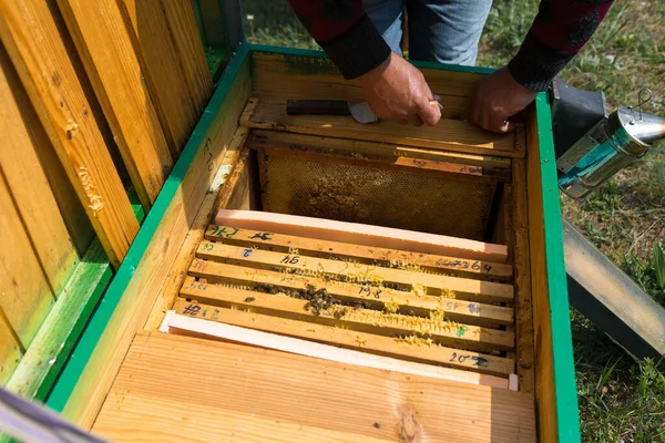 Rolnik Pasiece Pszczół Trzyma Ramki Woskowymi Plastrami Miodu Planowane Przygotowanie — Zdjęcie stockowe