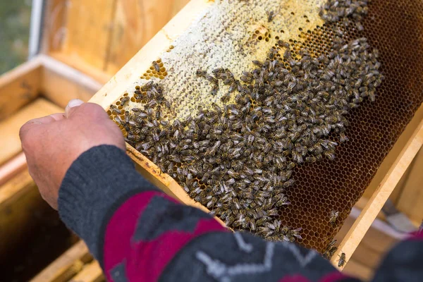 Contadino Ape Apiario Tiene Cornici Con Favi Cera Preparazione Prevista — Foto Stock