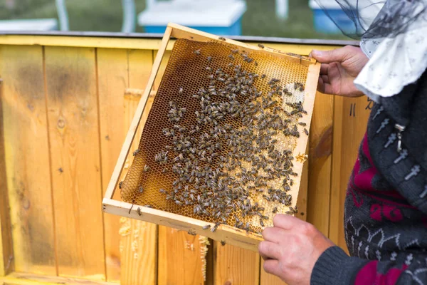 Contadino Ape Apiario Tiene Cornici Con Favi Cera Preparazione Prevista — Foto Stock