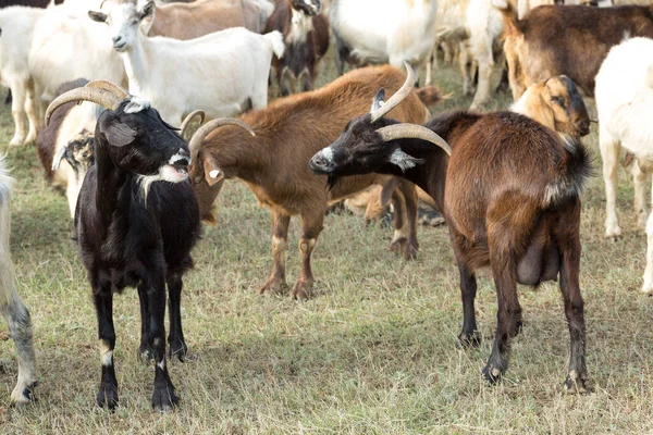 Juhok Kecskék Tavasszal Zöld Füvön Legelnek — Stock Fotó