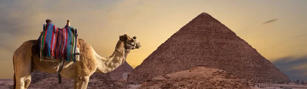 Förgrund Kamel Dromedar Mot Bakgrund Stora Pyramiderna Utsikt Över Solnedgången — Stockfoto