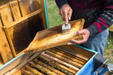 Arı kovanındaki bir çiftçi balmumu petekleriyle çerçeveleri tutar. Bal koleksiyonu için planlanmış hazırlık.