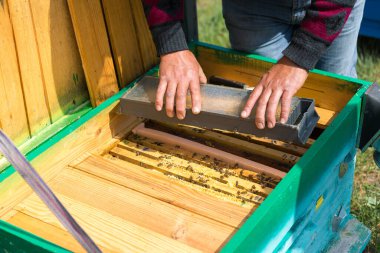 Arı kovanındaki bir çiftçi balmumu petekleriyle çerçeveleri tutar. Bal koleksiyonu için planlanmış hazırlık.