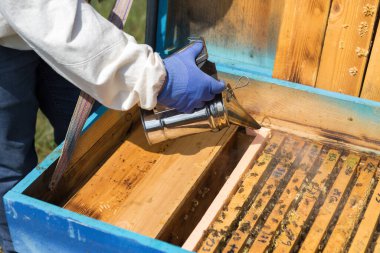 Arı kovanındaki bir çiftçi balmumu petekleriyle çerçeveleri tutar. Bal koleksiyonu için planlanmış hazırlık.
