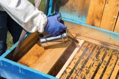 Arı kovanındaki bir çiftçi balmumu petekleriyle çerçeveleri tutar. Bal koleksiyonu için planlanmış hazırlık.