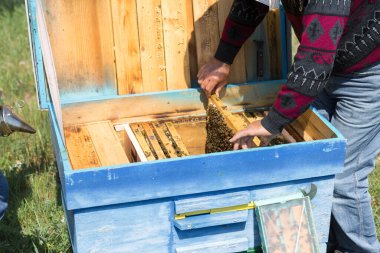 Arı kovanındaki bir çiftçi balmumu petekleriyle çerçeveleri tutar. Bal koleksiyonu için planlanmış hazırlık.
