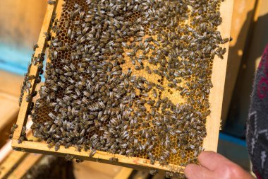 Arı kovanındaki bir çiftçi balmumu petekleriyle çerçeveleri tutar. Bal koleksiyonu için planlanmış hazırlık.