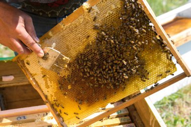 Balmumu bal peteği ve üzerinde arılar olan bir çerçeve. Apiary iş akışı.