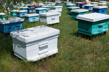 Bahçedeki özel bir arı kovanında bir sıra arı kovanı. Bal endüstrisi.