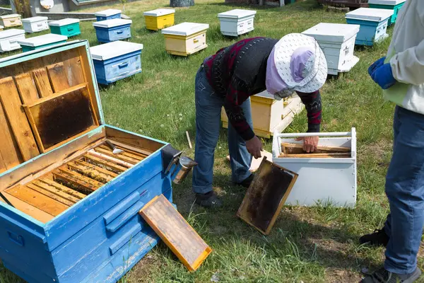 Фермер Пчелиной Пасеке Держит Рамы Восковыми Сотами Планируемая Подготовка Сбору — стоковое фото