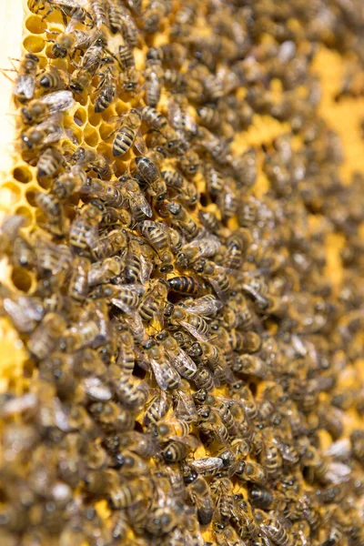 Closeup Frame Wax Honeycomb Honey Bees Them Apiary Workflow — Stock Photo, Image