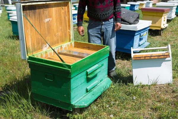 Ряд Пчелиных Ульев Частной Пасеке Саду Медовая Промышленность — стоковое фото