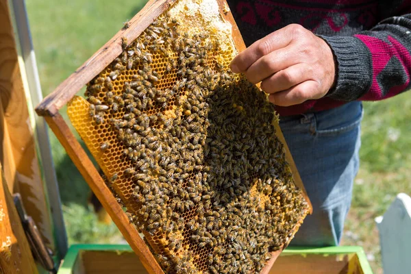 蜂箱上的农民拿着装有蜂蜡的框架 收集蜂蜜的计划准备工作 — 图库照片