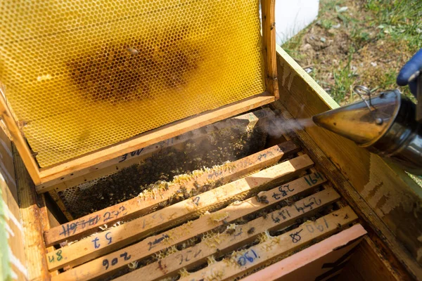 Close Van Een Frame Met Een Wassen Honingraat Met Bijen — Stockfoto