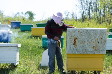 Bahçedeki özel bir arı kovanında bir sıra arı kovanı. Bal endüstrisi.