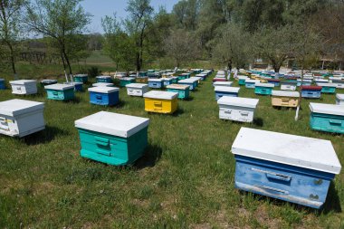 Bahçedeki özel bir arı kovanında bir sıra arı kovanı. Bal endüstrisi.
