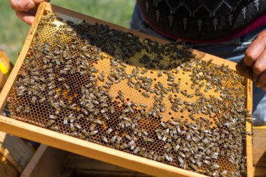 Arı kovanındaki bir çiftçi balmumu petekleriyle çerçeveleri tutar. Bal koleksiyonu için planlanmış hazırlık.