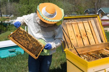 Arı kovanındaki bir çiftçi balmumu petekleriyle çerçeveleri tutar. Bal koleksiyonu için planlanmış hazırlık.