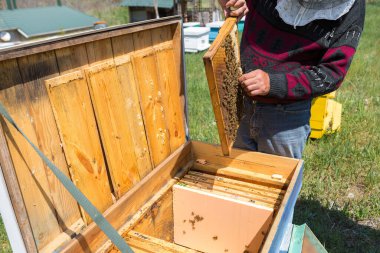 Arı kovanındaki bir çiftçi balmumu petekleriyle çerçeveleri tutar. Bal koleksiyonu için planlanmış hazırlık.
