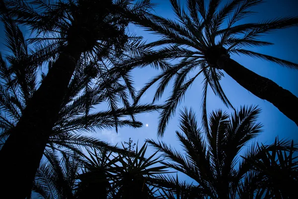 Palmen vor Abendhimmel und Mond — Stockfoto