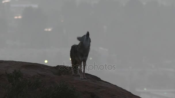狼嗥叫在美国加利福尼亚州洛杉矶 — 图库视频影像