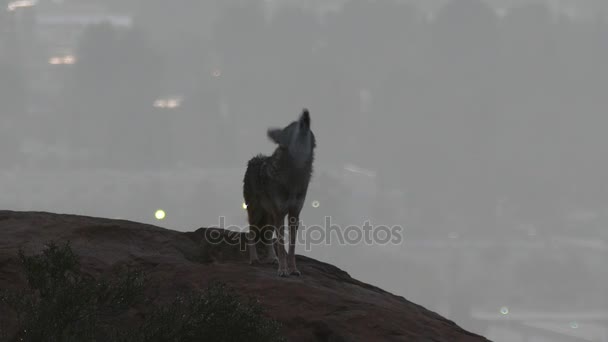 Coyote ουρλιάζει στο Λος Άντζελες στην Καλιφόρνια — Αρχείο Βίντεο