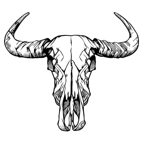 Buffalo skull- hand drawn vector illustration, isolated on white. Vector illustration. — Stock Vector