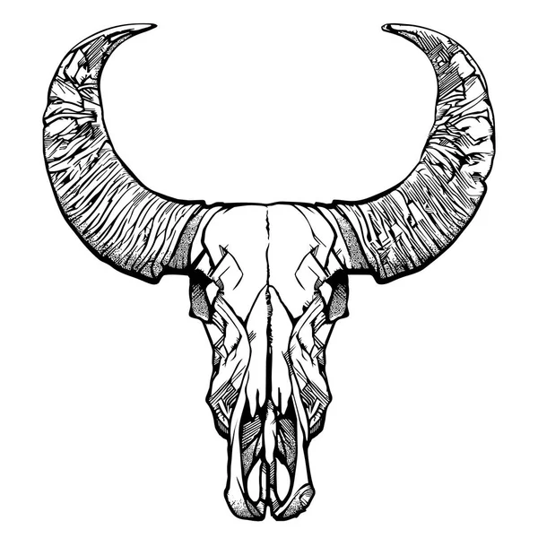 Buffalo skull- hand drawn vector illustration, isolated on white. Vector illustration. — Stock Vector