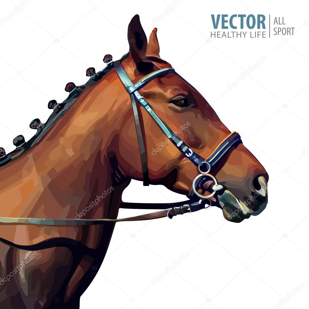 Portrait of a thoroughbred chestnut stallion. Horses head. Champion. Sport. Isolated on a white background. Vector. Illustration.