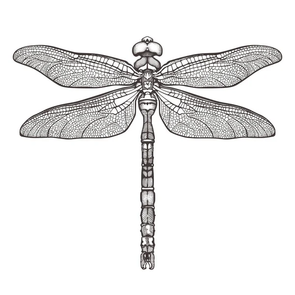Μαύρο dragonfly Aeschna Viridls, απομονώνονται σε λευκό φόντο. Dragonfly τατουάζ σκίτσο. Χρωματίζοντας βιβλία. Χέρι διανυσματικά εικονογράφηση. — Διανυσματικό Αρχείο