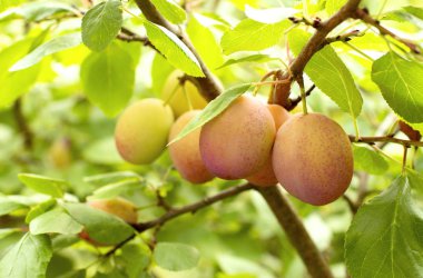 Fresh yellow plums. Branch of plum fruit. Scene of garden plum tree. Orchard plums fruit. Ripe fruits harvested in fall. Own garden or market