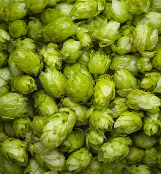 Hops medicinal plant. Green fresh hop cones for making bread and beer close up. Flat lay. Top view natural texture. Macro photo. Image natural product. Background from organic hops — Stockfoto