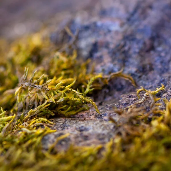 Gyönyörű zöld moha a padlón. Makró fotók. Textúra közelkép. Háttér moha és kő tapéta. Mossy gránit. Északi természet. Ősz-tavasz. Antarktiszi növények — Stock Fotó