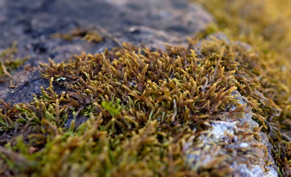 Beautiful green moss on the floor. Macro foto. Texture Closeup. Background of moss and stone for wallpaper. Mossy granite. Northern nature. Autumn-spring. Antarctic plants — Stock Photo, Image