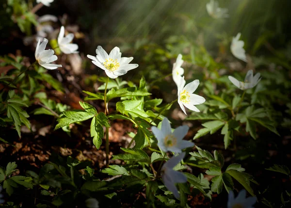 Beyaz çiçekler Anemone. Yakın plan. Makro atış. Çuha çiçekleri. Bahar ormanı. Çiçek arkaplan. Güneş. Kopyalama alanı olan pankart — Stok fotoğraf