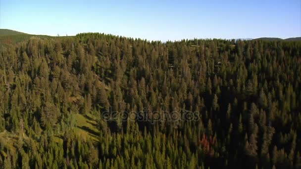 Aerial shot of forest and mountains — Stock Video