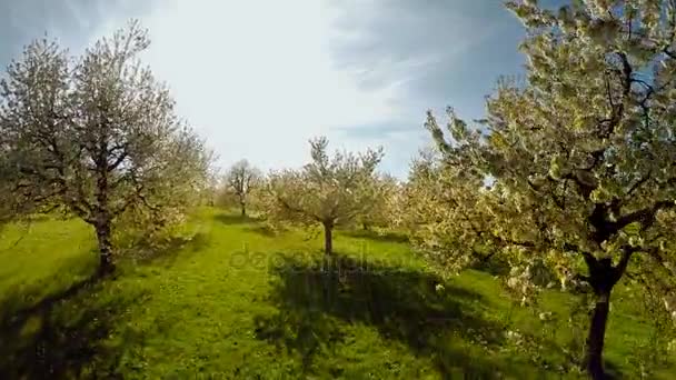 Terbang di atas pohon musim semi tanaman alam musim panas pemandangan udara Klip Video