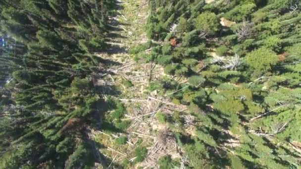 Camino del árbol caído en el bosque — Vídeo de stock