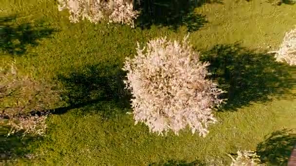 Volar sobre árboles de primavera silueta sombras bosque árboles bosque vista aérea — Vídeo de stock