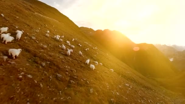 Kudde schapen grazen op berg gras veld luchtfoto van natuur landschap — Stockvideo