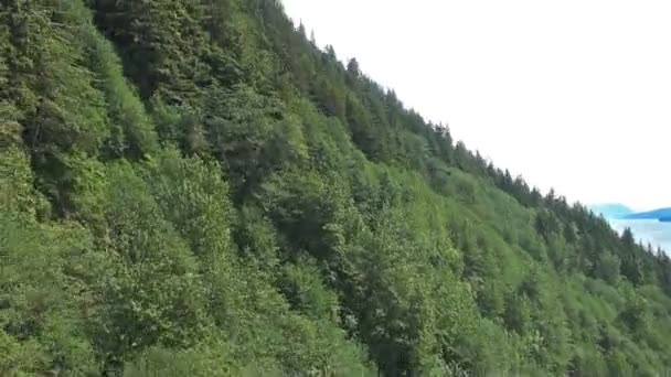 Zweefvliegen bomen lange — Stockvideo