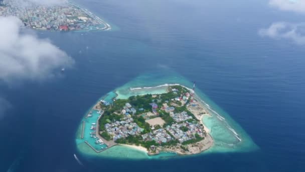 Wyspy Malediwy ptaka — Wideo stockowe