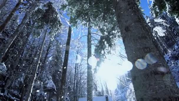 Tress skogen skog snö vinter natur sol utflytning ljus — Stockvideo