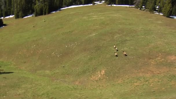 Vida selvagem correndo através das montanhas — Vídeo de Stock